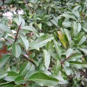 Pyracantha crenato-serrata 'Orange Glow' P1B (3)